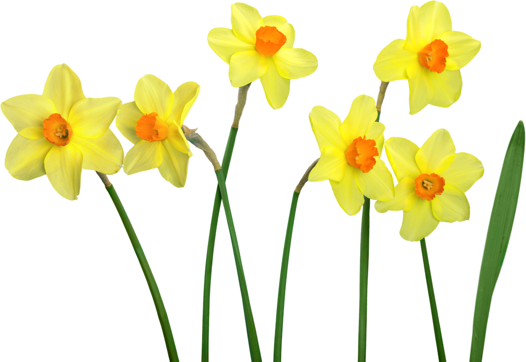 Yellow Narcissus Flowers 